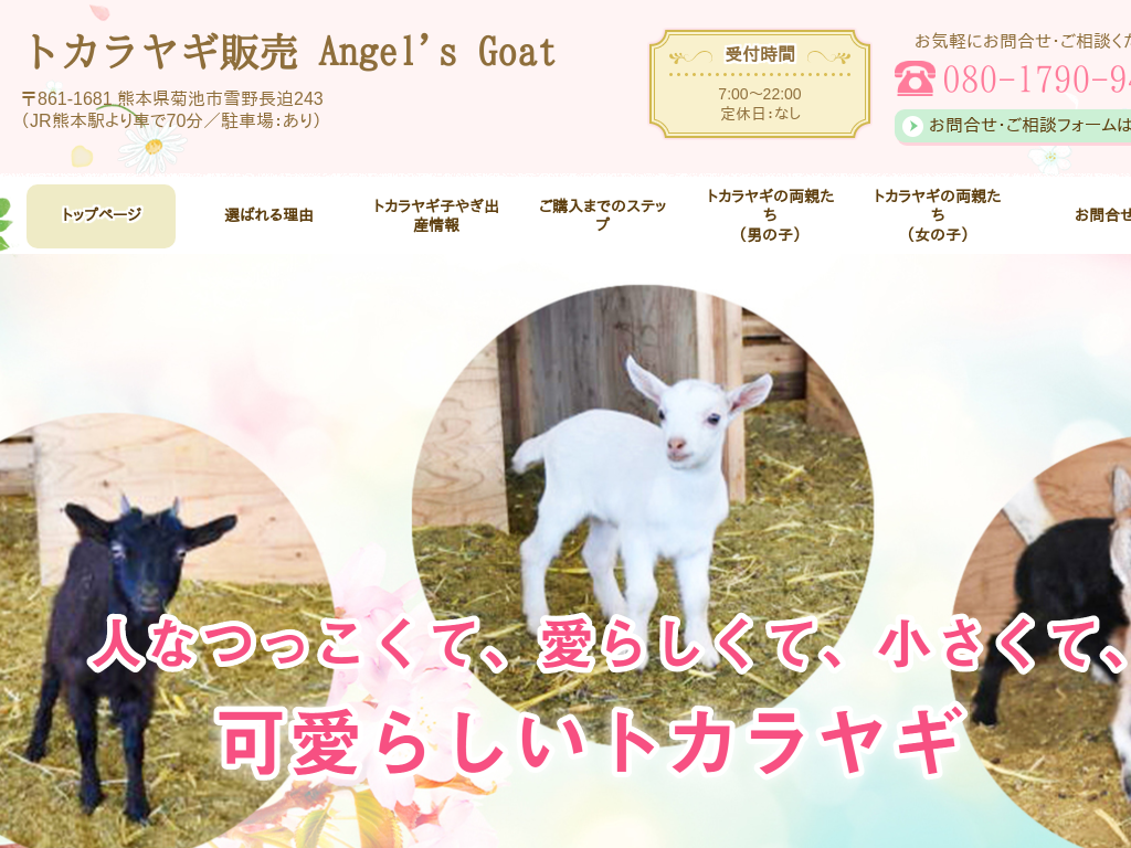 トカラヤギ（小型ヤギ）販売 Angel&#39;s Goat