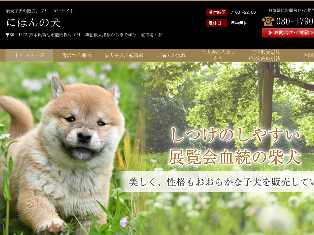 熊本県熊本の柴犬子犬の販売、ブリーダーサイト 創竜庵